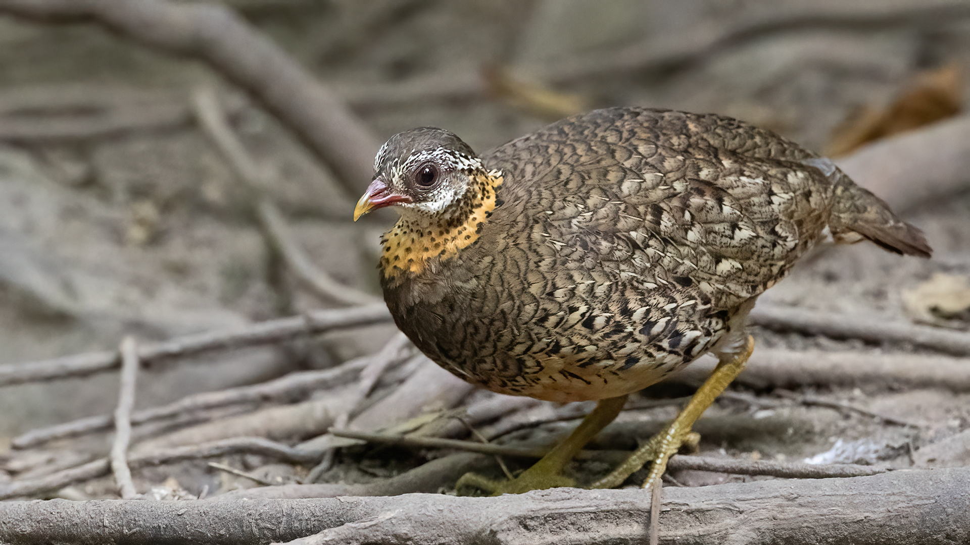 Scaly-breasted Partridge